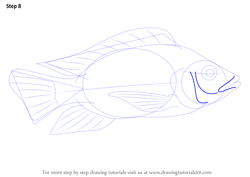 844x598 Learn How To Draw A Tilapia