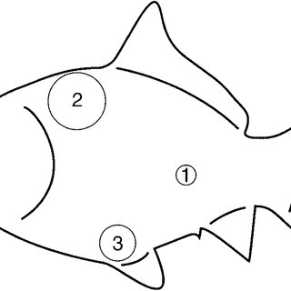 320x320 Schematic Drawing Of Position Of Surface Coils On Fish Coils Had