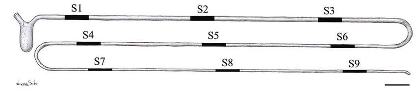 850x189 Schematic Drawing Of The Nile Tilapia