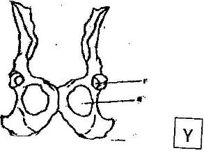 293x220 Name The Respiratory Surface In The Following Organisms