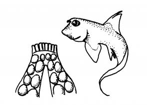 295x211 Structure And Function