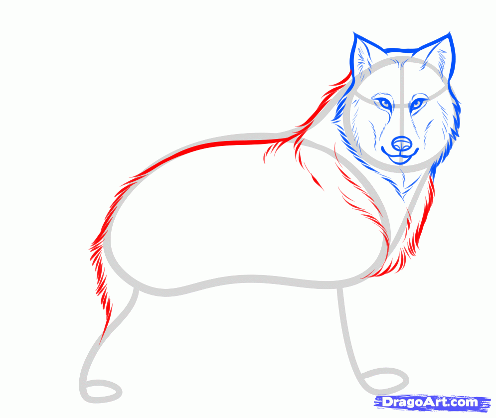 Timber Wolf Drawing | Free download on ClipArtMag