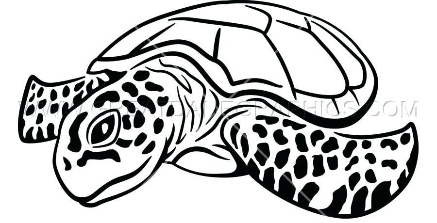 900x460 Sea Turtle Drawing Sea Turtle Colored Pencil Drawing