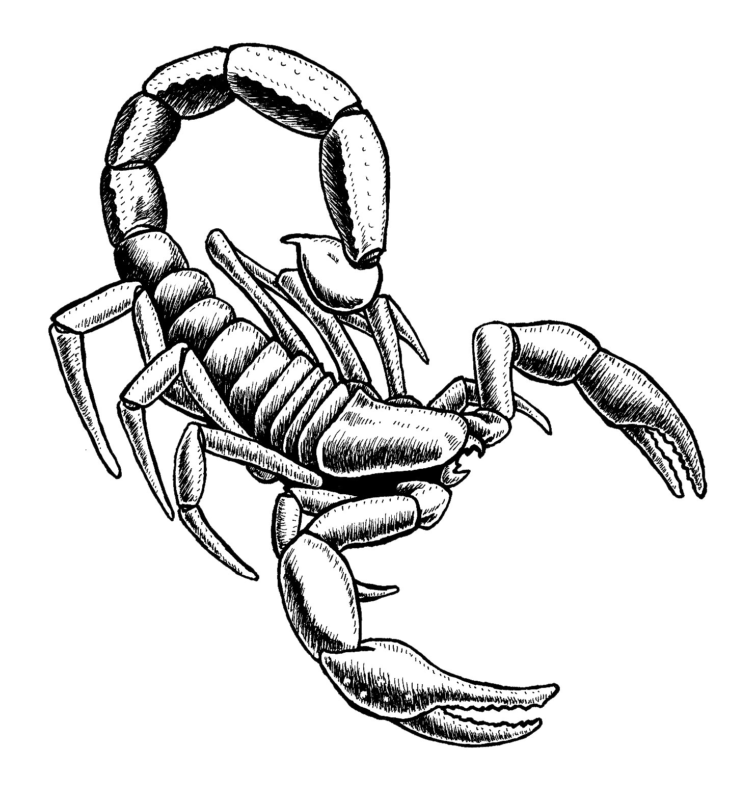 1484x1574 Scorpion Pencil Drawing