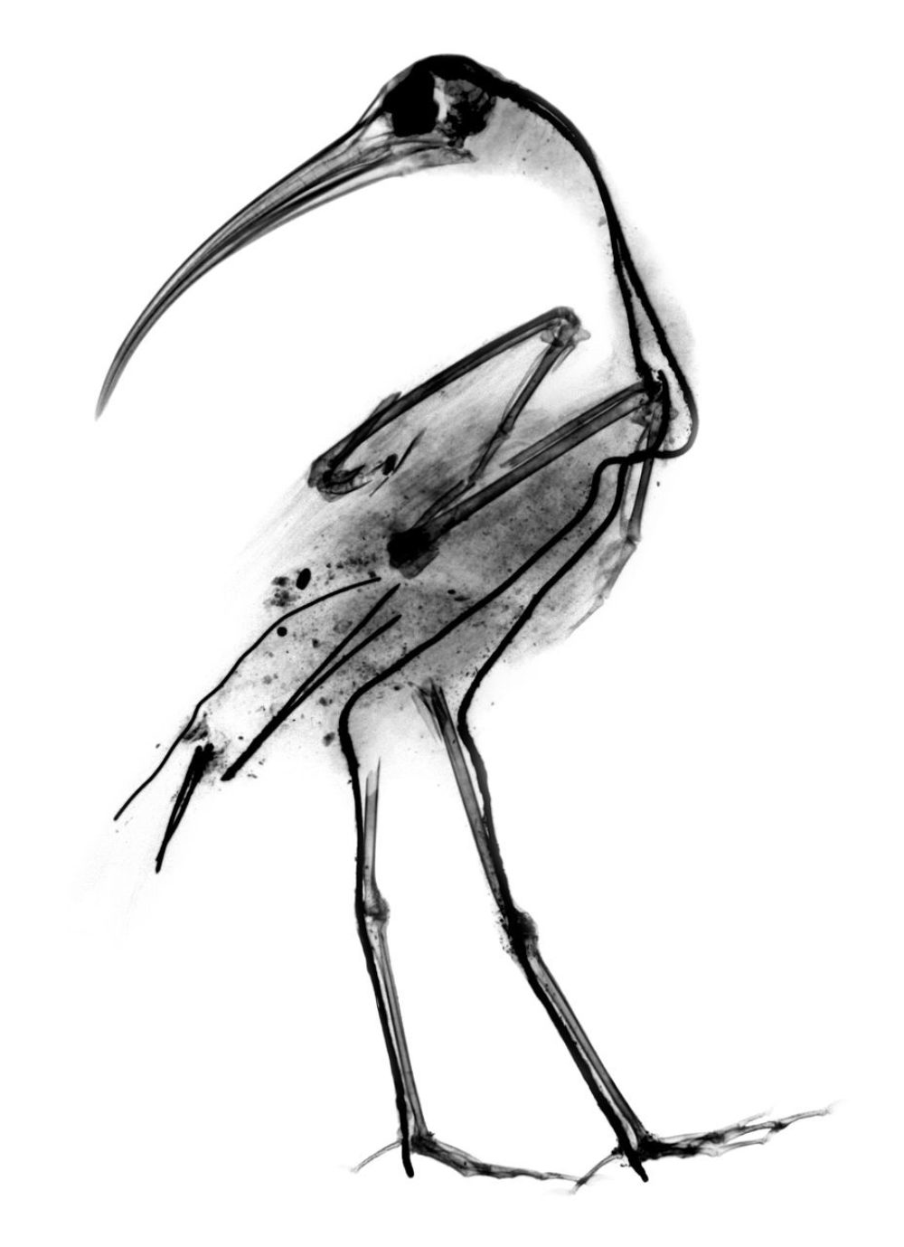 1000x1379 Jane Edden's Tiny Bird Costumes