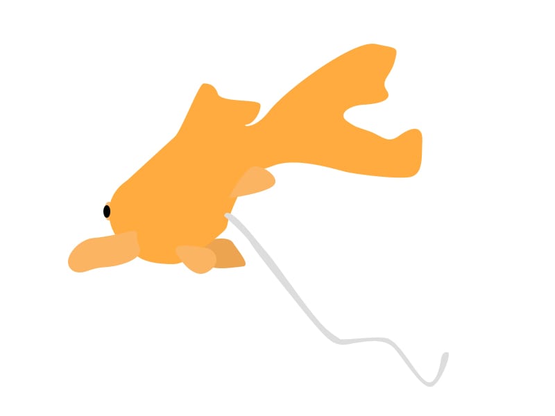 800x600 Goldfish Disease Symptoms The Complete List