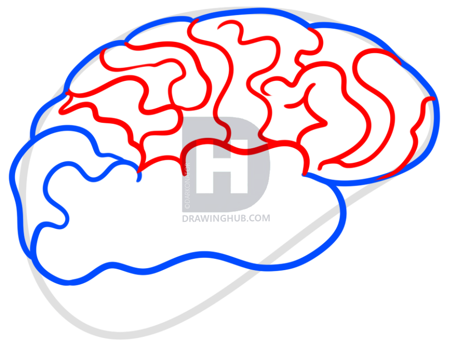 937x720 Drawing A Brain For Kids, Step