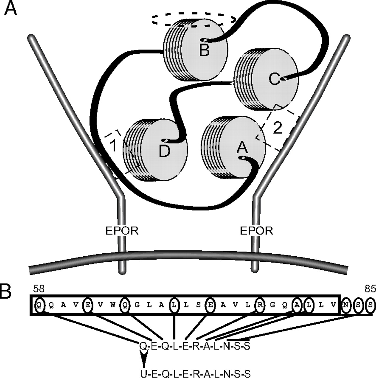 1273x1280 Nonerythropoietic, Tissue Protective Peptides Derived