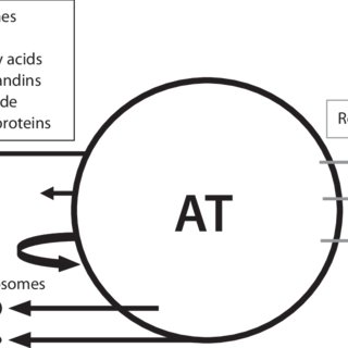320x320 A Drawing Illustrating Both Secretory And Receptive Nature