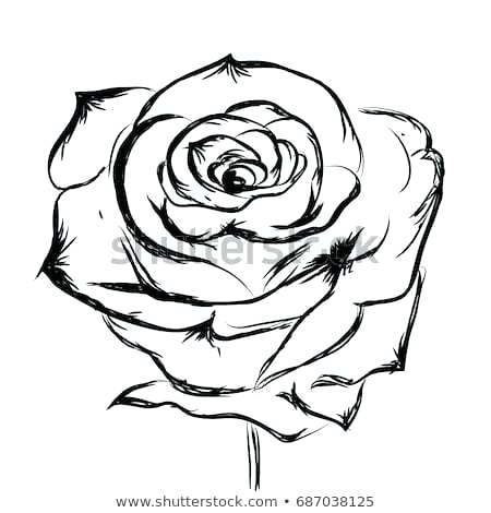 450x470 Drawing Rose How To Draw Roses Drawing Roses
