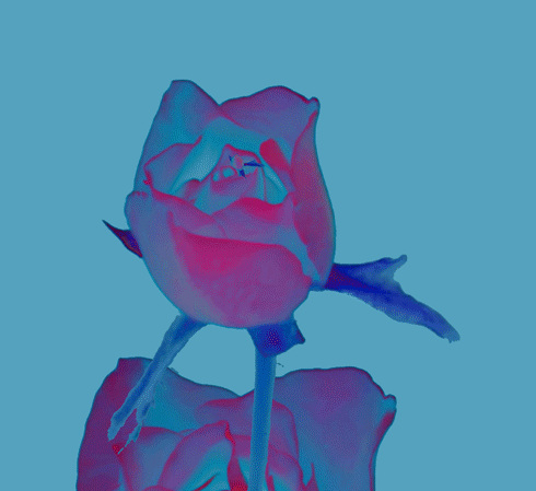 490x449 Rose Gifs