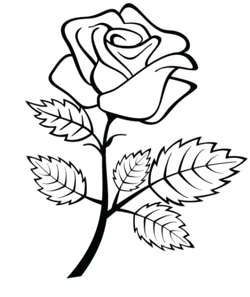 500x594 Coloring Pages Draw A Rose For Kids Coloring Pages Roses Coloring