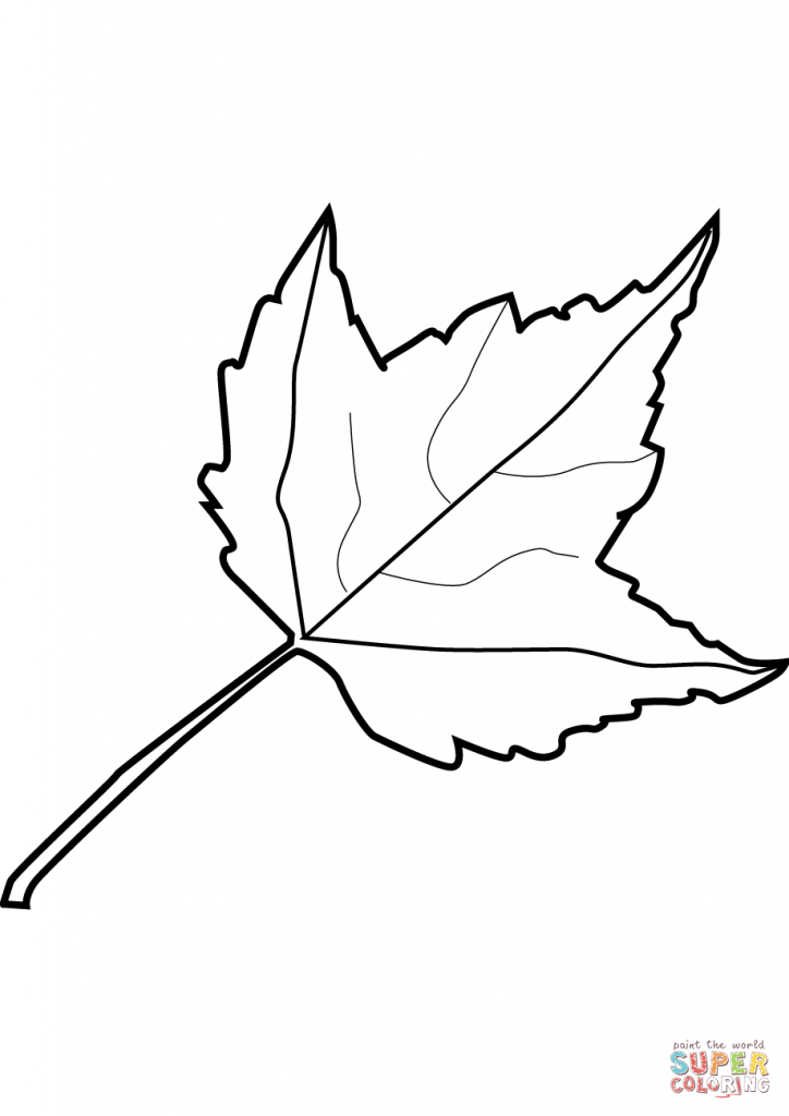 724x1024 Easy Maple Leaf Drawing