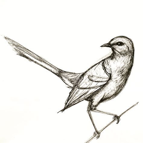 474x474 A Quick Mockingbird Drawing Drawings