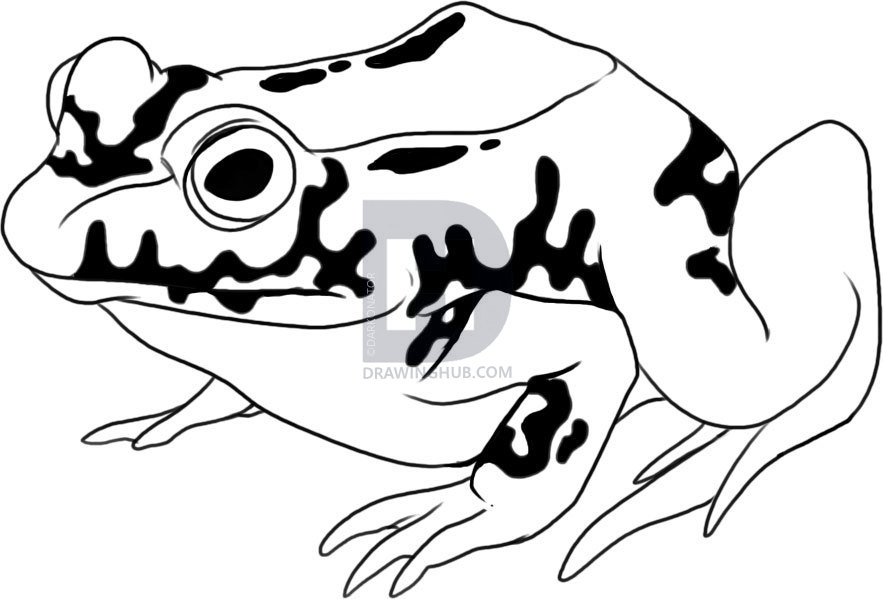 883x599 How To Draw A Toad, Step