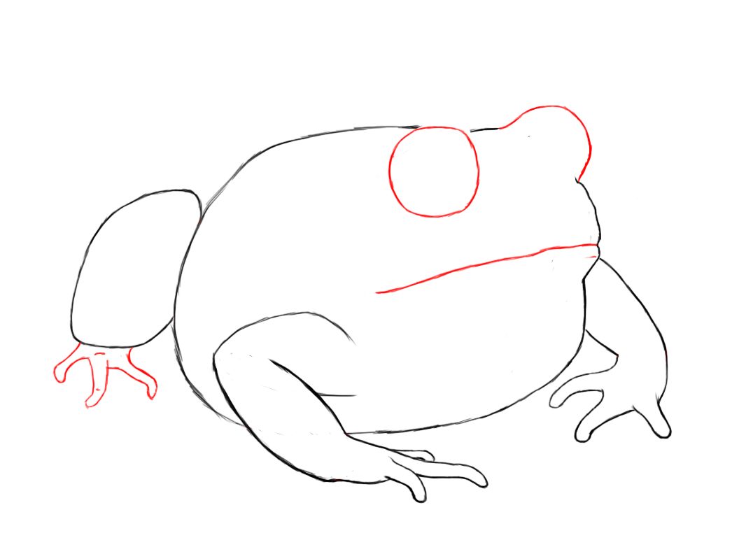 1056x792 How To Draw A Toad