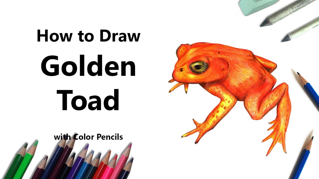 1280x720 How To Draw A Golden Toad With Color Pencils