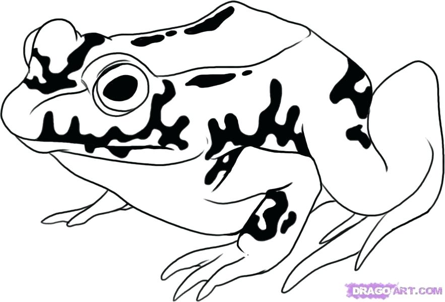 883x599 how to draw toad how to draw toad from quick and easy narrated