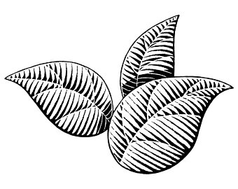 340x270 Tobacco Clipart Etsy