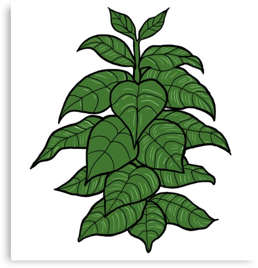 529x550 Tobacco Plant Canvas Print