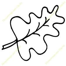 Tobacco Leaf Drawing