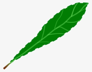300x235 Leaf Png Download Transparent Leaf Png Images For Free