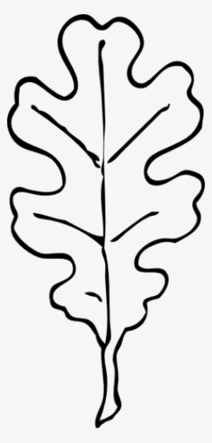 300x626 oak leaf png, free hd oak leaf transparent image