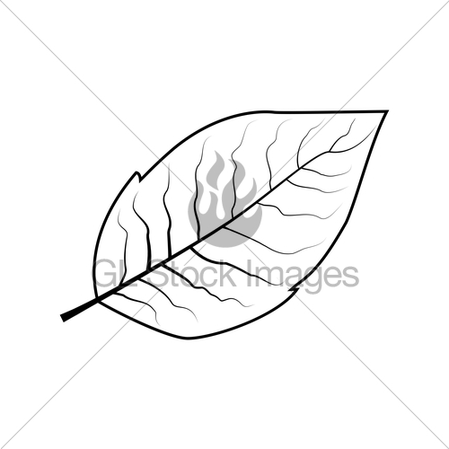 500x500 Tobacco Leaf Vector Gl Stock Images