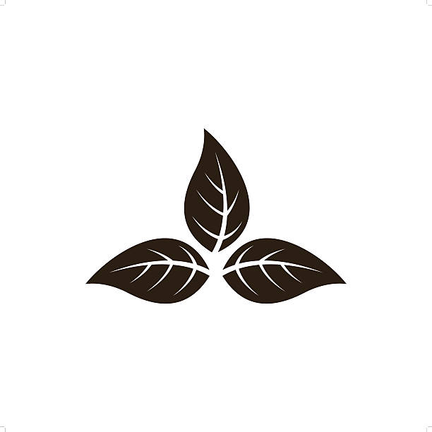 612x612 Tobacco Leaves Clipart