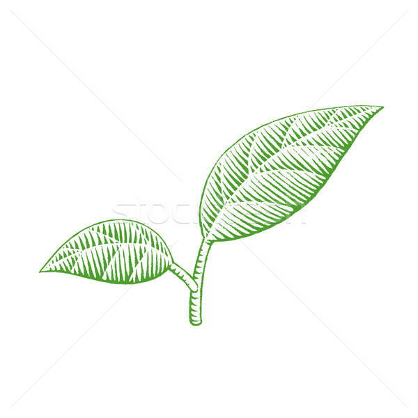 600x600 Tobacco Leaf Stock Vectors, Illustrations And Cliparts Stockfresh