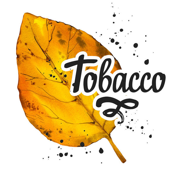 600x600 Watercolor Illustration With Tobacco Yellow Dried Leaf In Sketch