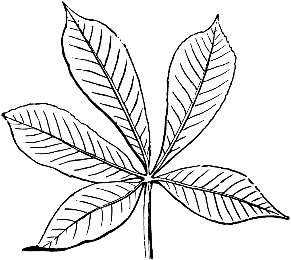 1024x913 Buckeye Leaf Clip Art Clip Art