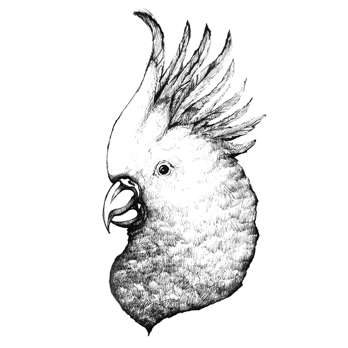 1200x1200 Pen Sketches On Behance