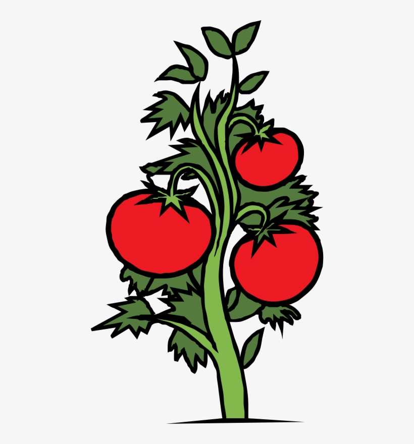 820x880 Drawing Cherry Tomato Plant Leaf