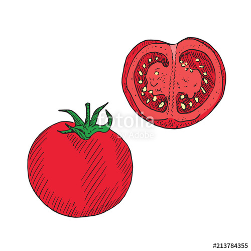 500x500 Tomato And Cut Slice, Hand Drawn Doodle, Drawing, Sketch, Vector