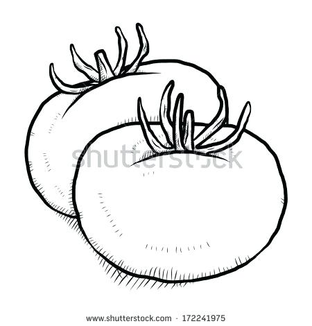 450x470 how to draw a tomato cartoon and draw of tomatoes draw tomato head