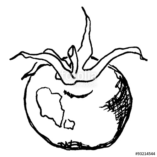 500x500 Black And White Little Round Cherry Tomato Vector Line Art