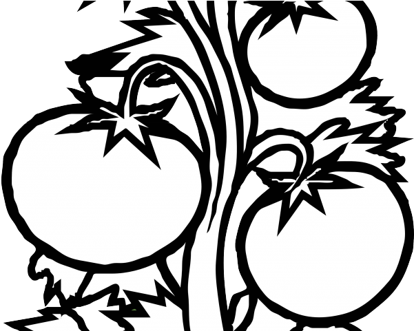 601x481 Potted Plants Clipart Black And White
