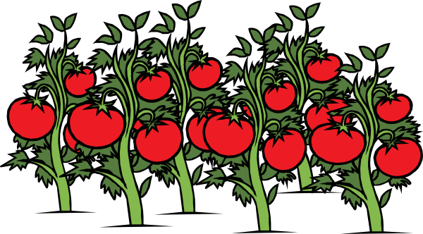 600x332 Tomato Plant Clip Art