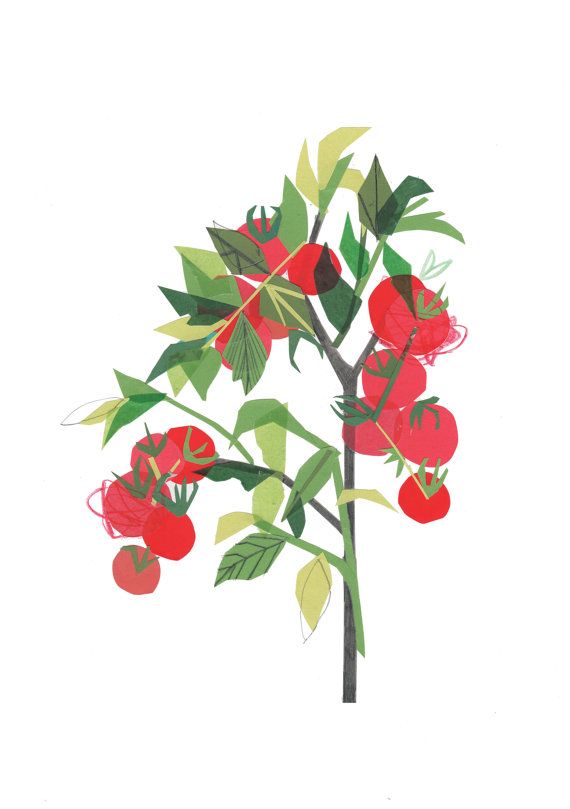 570x809 Tomato Plant Giclee Artprint