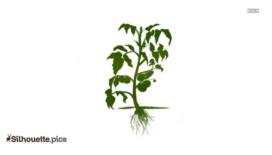 934x534 Tomato Plant Silhouette Drawing Silhouette Pics