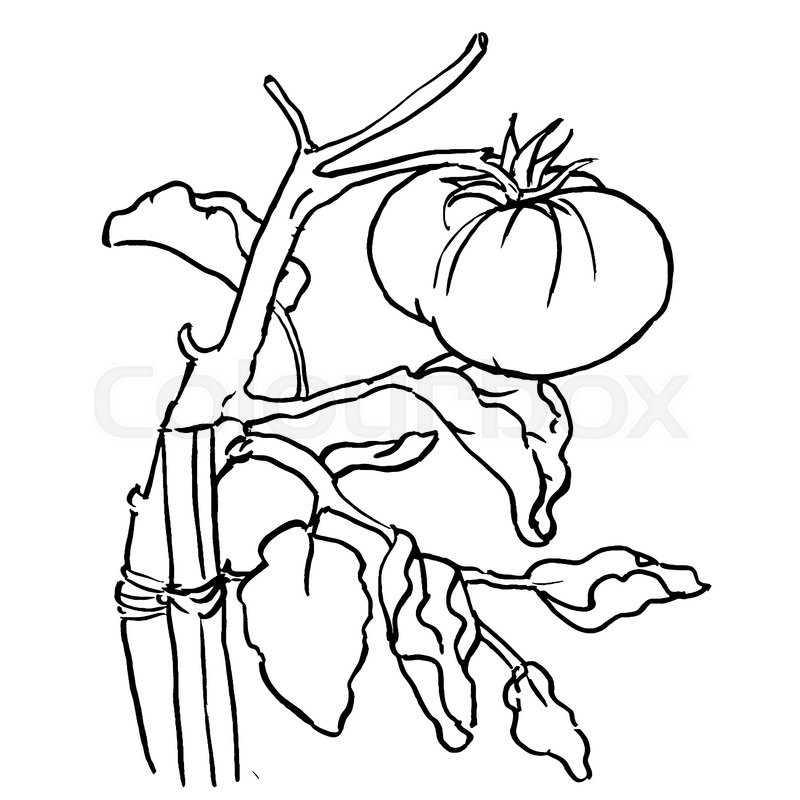 800x800 Tomato Plant Is In A Garden Graphics Stock Vector Colourbox