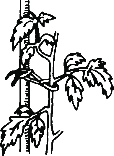 386x527 Tomato Plants Should Be Tied Loosely To Support Stakes Download
