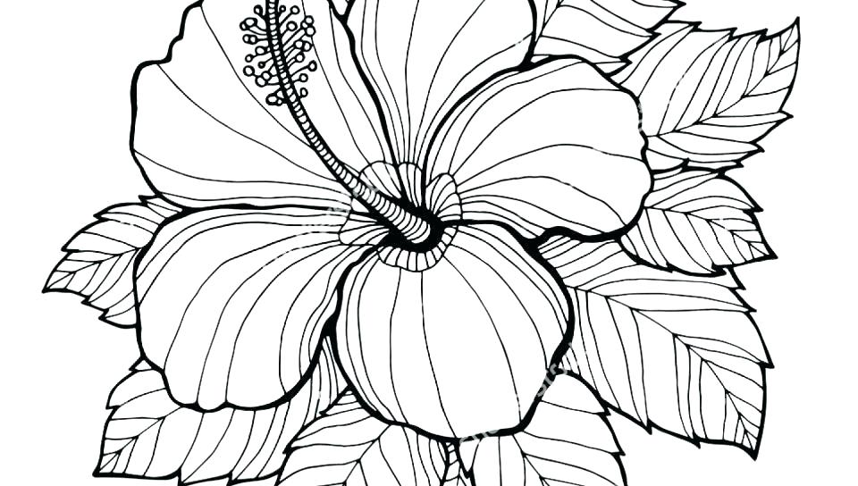 960x544 Tomatoes Coloring Pages Tomato Plant