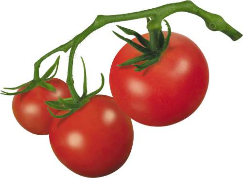 500x366 Tomatoes Drawing Vine Transparent Png Clipart Free Download