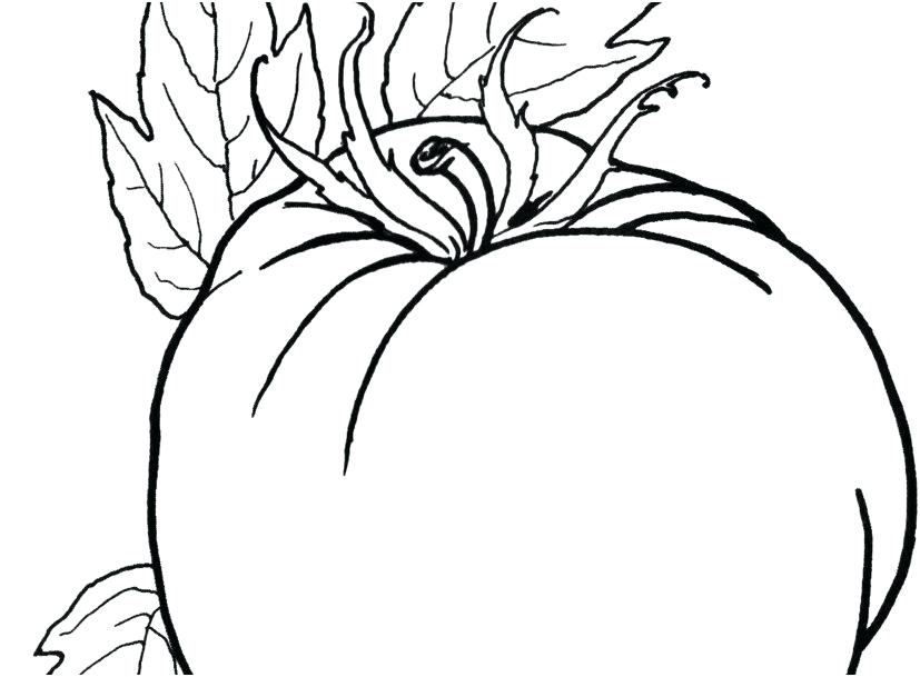 Tomato Plant Drawing | Free download on ClipArtMag