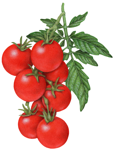 Tomato Plant Drawing | Free download on ClipArtMag