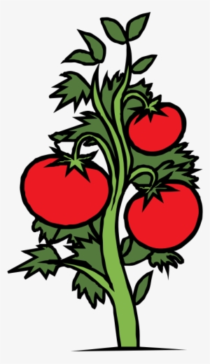 300x519 Tomato Png Images Png Cliparts Free Download On Seekpng