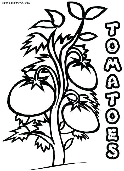474x651 tomatoes drawing tomato imposing coloring