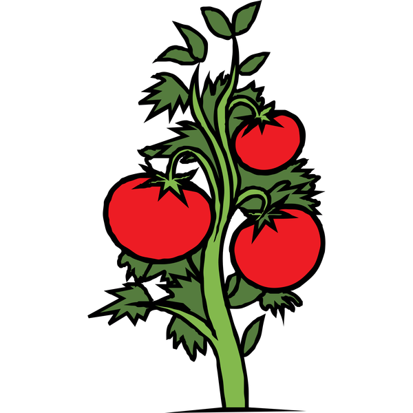 600x600 Tomatoes Drawing Tomato Plant Transparent Png Clipart Free